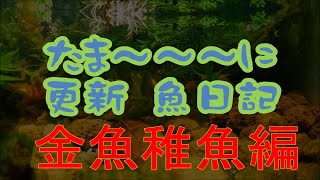 魚日記　金魚の稚魚（子供）編