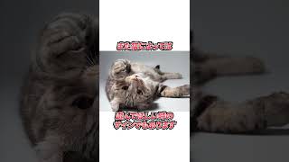 猫の行動でわかること #猫 #雑学 #可愛い #ペット