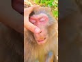 drunk monkey #funny