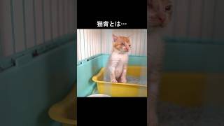 ウンのスタイルが独特すぎる子猫 #保護猫 #shorts