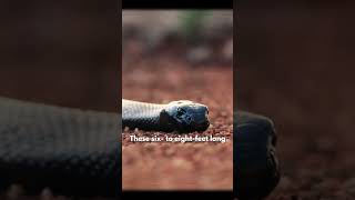 Inland Taipan Most Deadliest Venomous Snake In The World