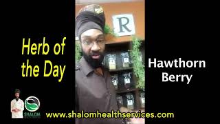 Herb of the Day Hawthorn Berry