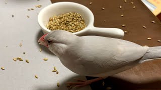 貪るぴよまる ～愛文鳥日記その２７～