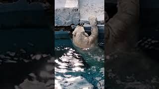 【破壊工作】ホウちゃん🐻‍❄️💞 　壁をホウ壊してました… 天王寺動物園のホッキョクグマ 23.3.5  10:13