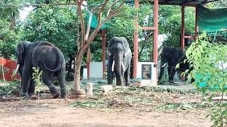 koodalmanikyam Temple 2018 Elephants