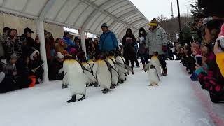 冬季旭川動物園企鵝散步(asahiyama zoo penguin walk)