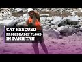 Pakistani rescue worker risks life to save cat from deadly floods