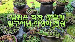 남편은 직장, 주부가 혼자 손수 일구어낸 500평의 명품 야생화 정원