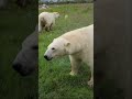 giant tennis balls for polar bears 🎾