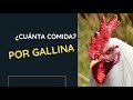 ✅ ¿Cuánta COMIDA se le dan a las gallinas PONEDORAS?