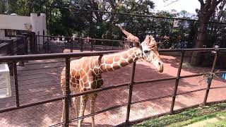 野毛山動物園　キリン