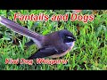 Fantails and Dogs  Hanging out with Fantails and Dogs Awesome