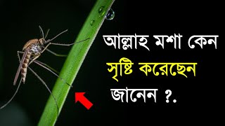 আল্লাহ মশা কেন সৃষ্টি করেছেন জানেন ? Why Did God Create Mosquitoes?