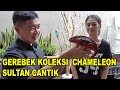 KOLEKSI CHAMELEON SULTAN CANTIK