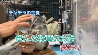 チンチラの主食、牧草についてのお話　試食もあります＃chinchilla＃チンチラ＃齧歯目