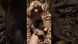 So Adorable Monkeys #Monkey #babymonkey, #animals, #Soadorable #ASMR, #Shorts #BeeLeeMonkeyFans 111