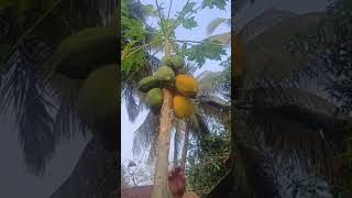 #home grown#fresh juicy# papaya #part3#