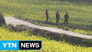 전국이 봄기운 완연...명소마다 나들이객 북적 / YTN