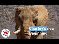 Elephant Charley's new beginning