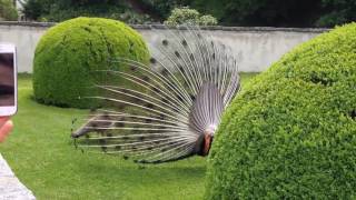 Peacock Twerk at Ambras Castle Innsbruck Austria