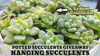 HANGING SUCCULENTS AND POTTED SUCCULENTS GIVEAWAY || Sedum Clavatum and other Succulent Propagations