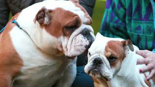 AKC – English Bulldog