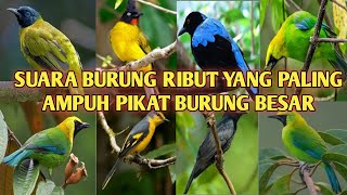 Suara Burung Ribut Andalan Para Pikat Burung Di Hutan Yang Paling Ampuh 💯