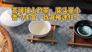 勐麻河荒坡坡上的茶：芽头虽小，香味却很丰富，唇齿留香