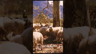 Sheep | Sheep Video for kids | Sheep Videos | Relaxing Videos #oddlysatisfyingvideo #shorts #sheep
