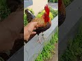 #viral  CARA MELATIH PIKAT AYAM HUTAN LEPAS TALI TIDAK KABUR #ayamhutan #berandayoutube #SHORT