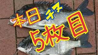 洞海湾チヌ釣り!!今日は爆釣！