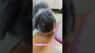 ♡今日も元気にモフモフ♡【うさぎ界あるある】カメラ向けるとドーーーン！って突進して突っ込んできます❗️