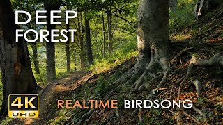 4K Deep Forest - 8 Hours NO LOOP Birdsong - Robin & Blackbird Singing - Relaxing