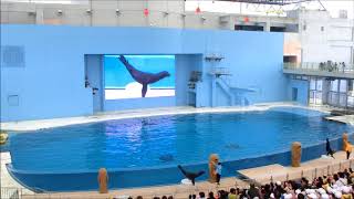 八景島シーパラダイス　海の動物たちのショー「SEAPARA LIVE TV」①