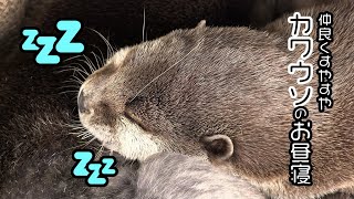 仲良くすやすや…コツメカワウソのお昼寝