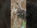 top 5 scariest insect in the world