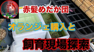 【赤髪めだか団】オランジェ購入と飼育現場探索☝️