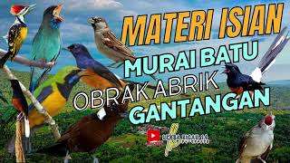 MASTERAN SPESIAL LEDAKAN MURAI BATU 2024 KOMPILASI MEWAH UNTUK MASTERAN MURAI BATU MUDAH DITIRUKAN