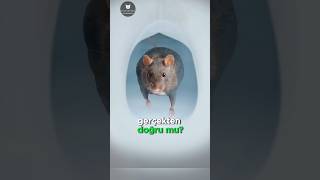 Fareler Tuvaletinize Böyle Giriyor! 🐀🚽😱