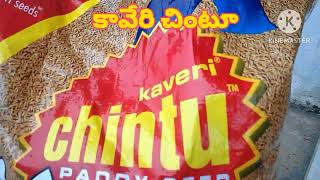 అన్బాక్సింగ్ కావేరి చింటూ వరి విత్తనాలు (kaveri chintu)