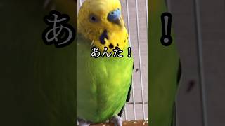 飼い主に向かってあんた！って、、、 #インコ #おしゃべりインコ #かわいい #動物