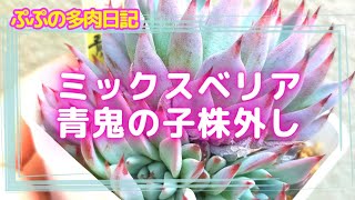 ミックスベリア青鬼の子株外し！【多肉植物】