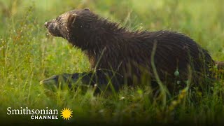 Gulo Gulo Means Glutton 🍴 This Wolverine Lives Up To Her Latin Name | Smithsonian Channel