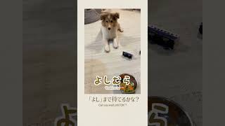 【生後4ヶ月】「よし」まで待てる？😆Can Shelties Wait Until \