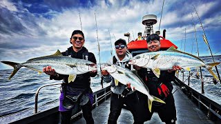 Hiramasa (Kingfish) Fishing In Korea