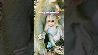 កូនស្វានៅប្រាសាទបាយ័ន។ #monkey #videoshort #youtubeshorts #animals #cute #love #like #beautiful