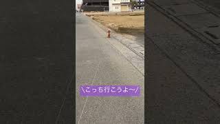 【賢犬】お散歩時、冬威は道を選びます。止まったらガンとして動きません。