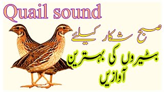 quail sound | common quail sound | batair awaz | batair bulara