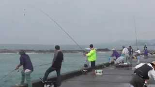 堤防からのバリコ(アイゴ)釣り