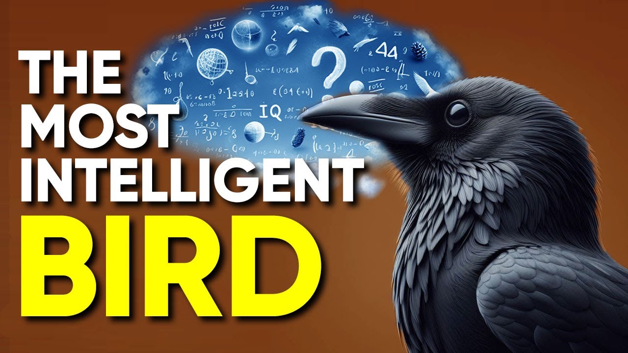 Are Crows As Smart As Humans Youtube